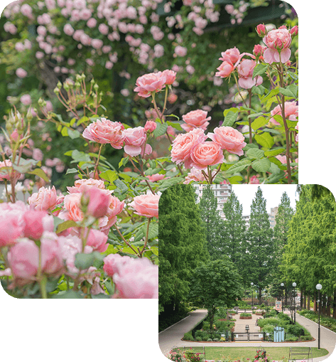 バラの香りを楽しむ庭 四季の香ローズガーデン 練馬区 へようこそ